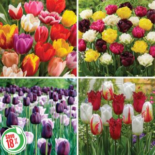 Tulip Blend Collection 2 Thumbnail